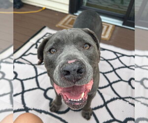 American Bulldog-Unknown Mix Dogs for adoption in Salt Lake City, UT, USA