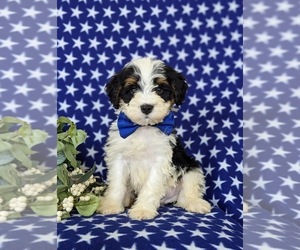 Miniature Bernedoodle Puppy for sale in OXFORD, PA, USA