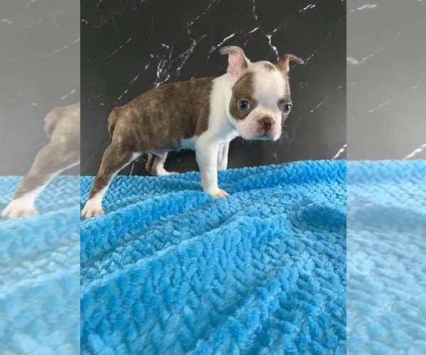 Medium Photo #12 Boston Terrier Puppy For Sale in TULARE, CA, USA