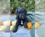 Puppy 2 Goldendoodle-Poodle (Miniature) Mix
