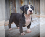 Small Photo #10 American Bully Puppy For Sale in LOS ANGELES, CA, USA