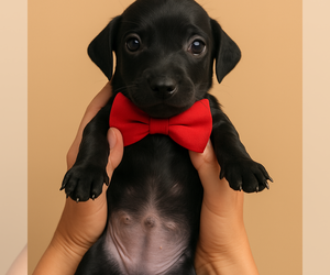 Medium Dachshund