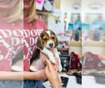 Small #3 Beagle