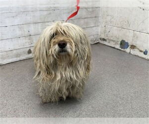 Medium Maltese Mix