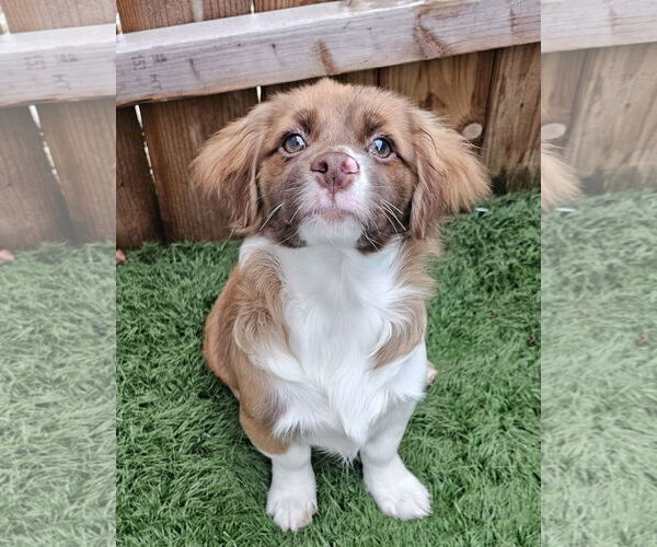 Medium Photo #4 Shiranian Puppy For Sale in Oakhurst, NJ, USA