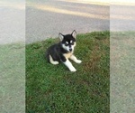 Small Photo #5 Alaskan Malamute Puppy For Sale in OZARK, MO, USA