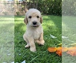 Small Photo #23 Labradoodle Puppy For Sale in DURHAM, CA, USA