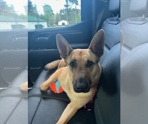 German Shepherd Dog-Unknown Mix Dogs for adoption in Rolesville, NC, USA