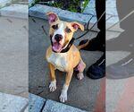 Small #5 American Bulldog Mix