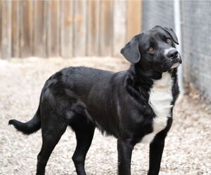 Ruger - Male Retriever -Unknown Mix Dog for Adoption - Photo #2