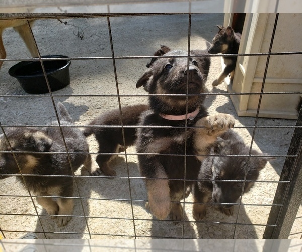 Medium Photo #8 German Shepherd Dog Puppy For Sale in LAUREL, IN, USA