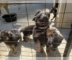 Small Photo #8 German Shepherd Dog Puppy For Sale in LAUREL, IN, USA