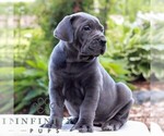 Small #1 Cane Corso