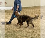 Small Photo #2 German Shepherd Dog Puppy For Sale in Gretna, NE, USA