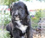Small Photo #6 Bernedoodle Puppy For Sale in BROOKVILLE, OH, USA