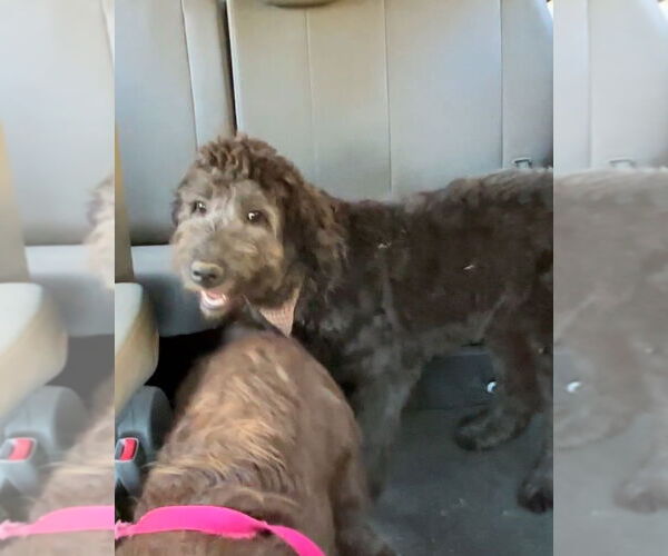 Medium Photo #8 Labradoodle Puppy For Sale in Harrison, AR, USA