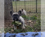 Puppy 2 French Bulldog