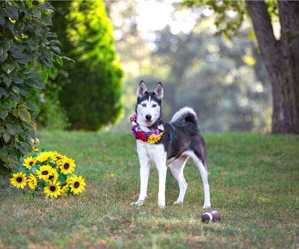 Medium Photo #7 Siberian Husky-Unknown Mix Puppy For Sale in Unionville, PA, USA