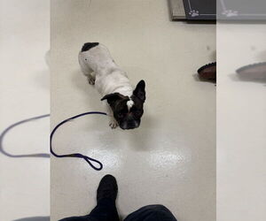 French Bulldog Dogs for adoption in Fremont, CA, USA