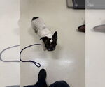 Small French Bulldog