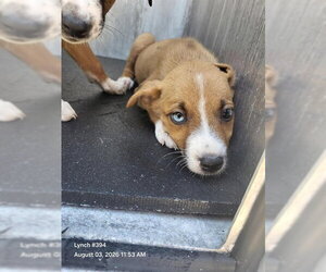 Siberian Husky-Unknown Mix Dogs for adoption in San Antonio, TX, USA
