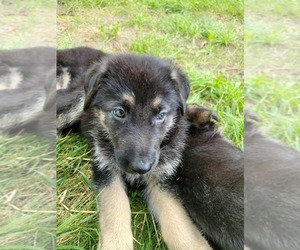 German Shepherd Dog Puppy for sale in JEWETT, OH, USA