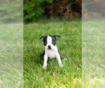 Small #22 Boston Terrier