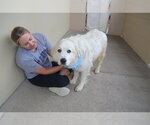 Small #2 Great Pyrenees Mix