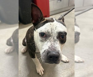 Mutt Dogs for adoption in Forestville, MD, USA