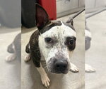 *SUZIE - Female Mutt Dog for Adoption - Small photo