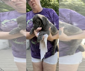 Cane Corso Puppy for sale in NEW TAZEWELL, TN, USA