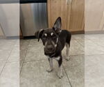 Small #2 Australian Kelpie-Labrador Retriever Mix