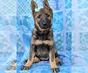 View Ad German Shepherd Dog Puppy For Sale Near Pennsylvania Lancaster Usa Adn 162609