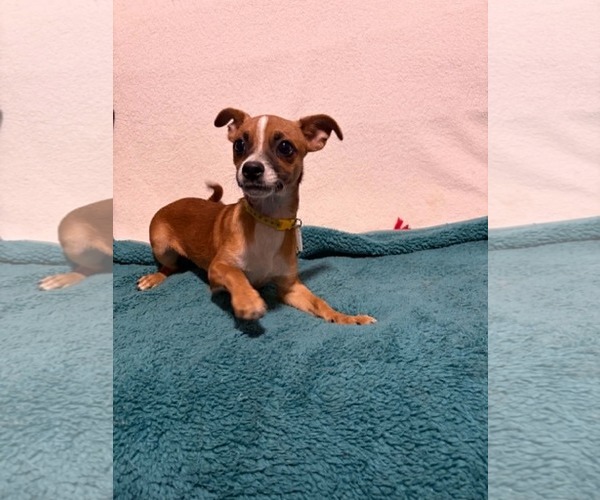 Medium Photo #5 Chihuahua-Unknown Mix Puppy For Sale in Mukwonago, WI, USA