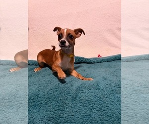 Moss - Male Chihuahua-Unknown Mix Dog for Adoption - Photo #5