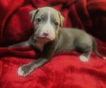 Small #1 American Pit Bull Terrier