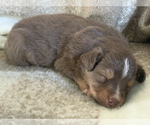 Small Photo #7 Miniature Australian Shepherd Puppy For Sale in BETHANY, IL, USA