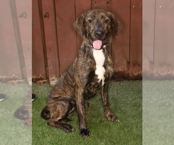 Medium Photo #3 Harrier-Mountain Cur Mix Puppy For Sale in Oakland Park, FL, USA