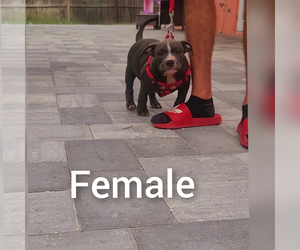 American Bully Puppy for sale in NORTH PORT, FL, USA