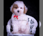 Small Photo #7 Maltipoo (Miniature) Puppy For Sale in WARSAW, IN, USA
