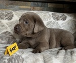 Puppy Bart Labrador Retriever