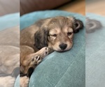 Small #6 Dachshund