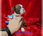 Small #3 Boston Terrier