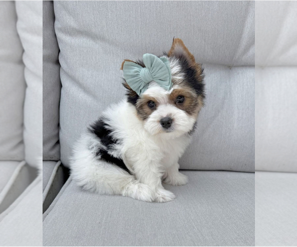 Medium Photo #1 Yorkshire Terrier Puppy For Sale in CUMMING, GA, USA