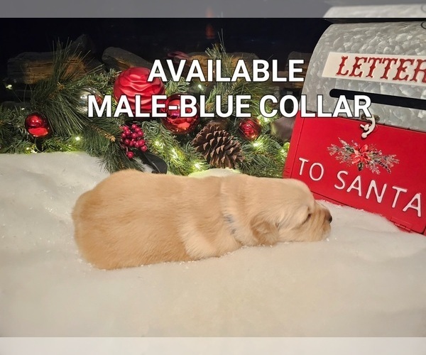Medium Photo #5 Golden Retriever Puppy For Sale in TULARE, CA, USA