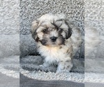 Puppy Dewey Zuchon