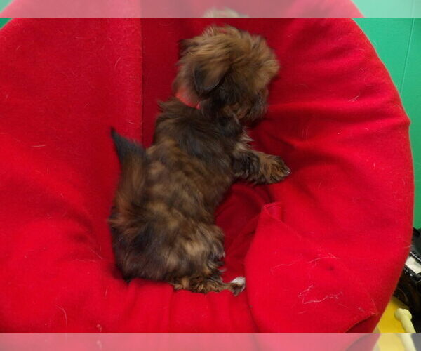 Medium Photo #3 Shorkie Tzu Puppy For Sale in PATERSON, NJ, USA