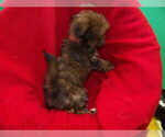 Small #2 Shorkie Tzu