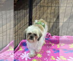 Small #1 Shih Tzu