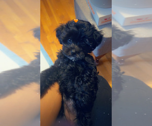 ShihPoo Puppy for sale in SCRANTON, PA, USA